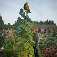 Huge giant sunflower seeds from our own parent plant! 14ft! 1.5ft flower! Fresh