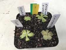 Pinguicula Collection #1