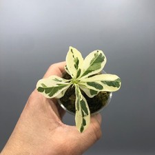 Ficus Lyrata Variegated Fiddle