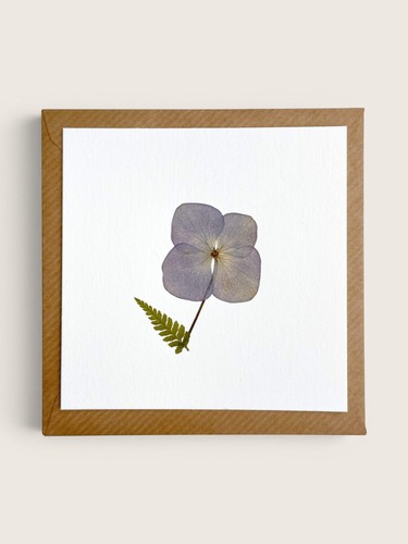 Real pressed hydrangea - pressed,