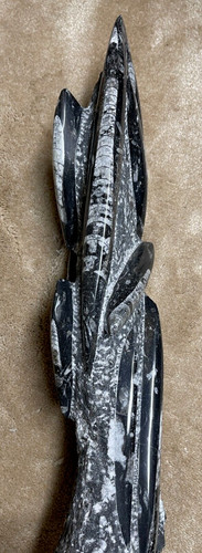 Orthoceras fossil pillar cut - orthoceras,