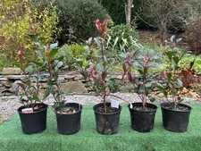 5 x red robin photinia hedging
