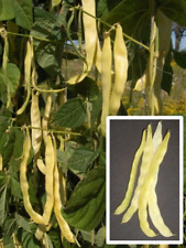Vegetable - Italian climbing bean marvel of venice- 16 Seeds - 1st Class