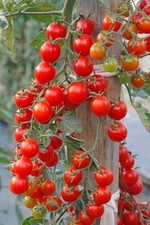 Red Cherry Tomato Plug Plants