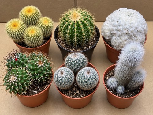 Cactus collection 1 of - cactus,
