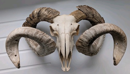 Vintage ram sheep - vintage,