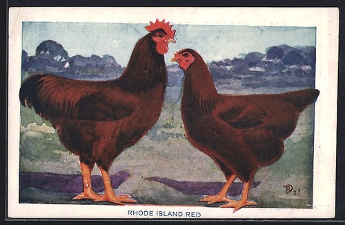 Rhode island red - island,