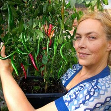 Chilli Plug Plants –