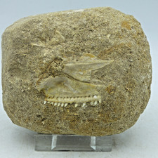 Extinct  Cretaceous Fossil Enchodus Predatory Fish Teeth In Jaw Morocco + Stand