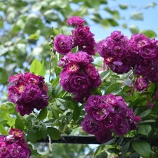 Climbing Rose - PERENNIAL BLUE