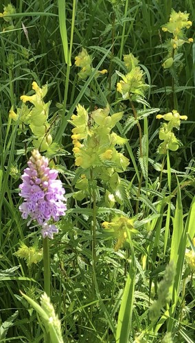 Yellow rattle seeds july - yellow,