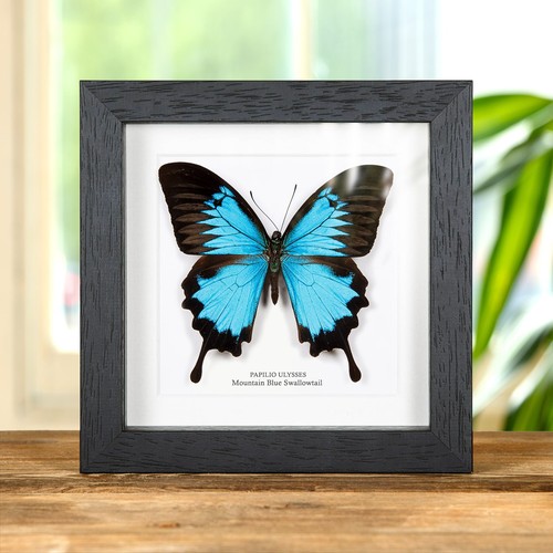 Taxidermy mountain blue - taxidermy,
