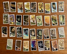 PG Tips small Wonders Series Tea Cards See Description For Numbers