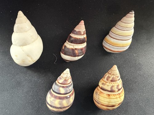 Lot 5 large beautiful - #a,
