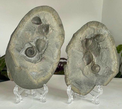 Ammonite and bivalve pyrite - and,