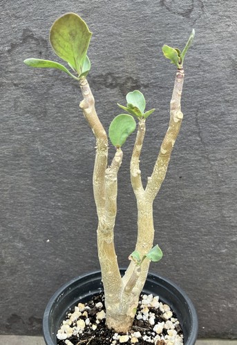 Othonna triplinervia caudex - othonna,