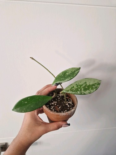 Hoya carnosa silver moon ah074 - hoya,