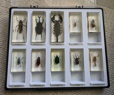 Real Bugs - Set Of TEN assorted Bugs In Resin. In Case, Excellent Condition