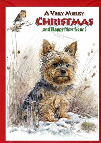 Yorkshire terrier yorkie dog - terrier,