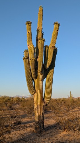 Saguaro cactus carnegiea - saguaro, (carnegiea