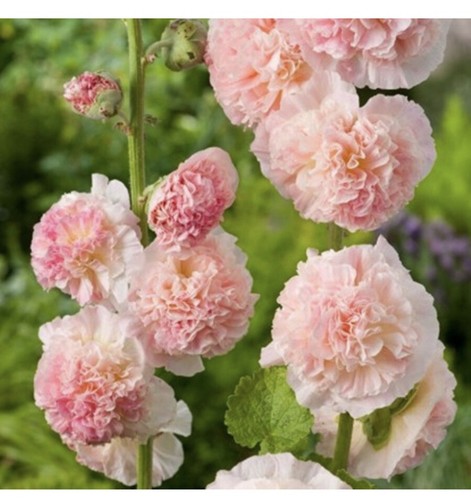 Rose mallow hollyhock - rose,