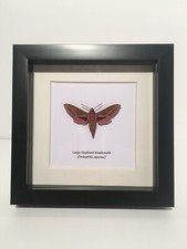 Large Elephant Hawkmoth