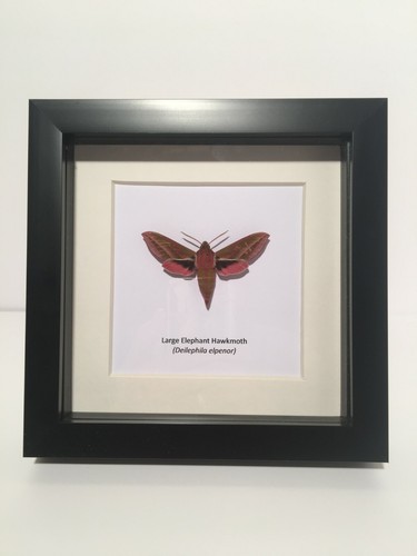 Large elephant hawkmoth - elephant,