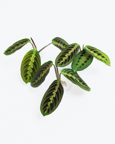 Maranta leuconeura - maranta,