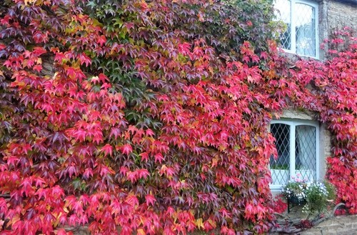 Photo 12x8 virginia creeper - 12x8,