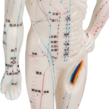 Human Body Acupuncture Model