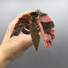 Begonia Ginny Galaxy Pink