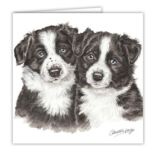 Border collie puppies - collie,