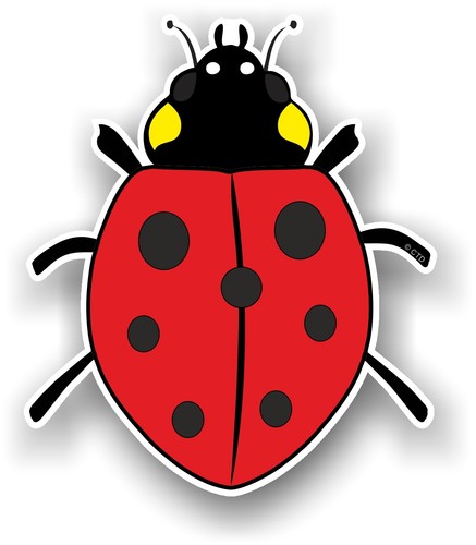 Beautiful cute ladybird - cute,