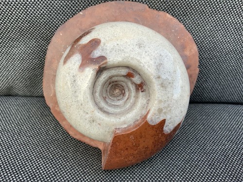 Polished goniatite - polished,