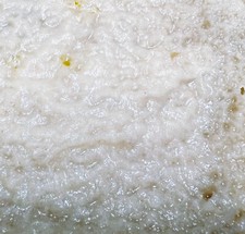 Live Microworms Culture