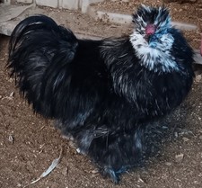 Silkie Fertile Hatching Eggs