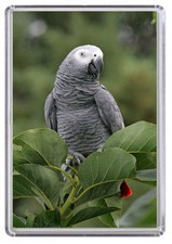 African grey parrot fridge - african,