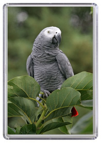African grey parrot fridge - african,