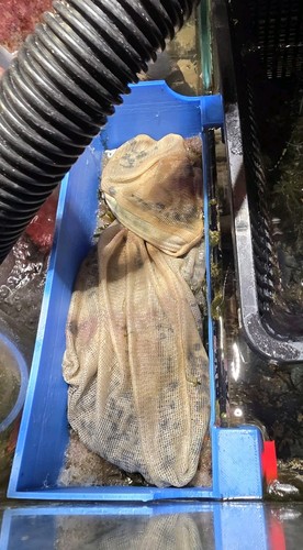 Reef pro 1200 - pro, sump