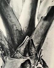 Abstract study of banana palm 1935 by Henry F Swift 1891-1962