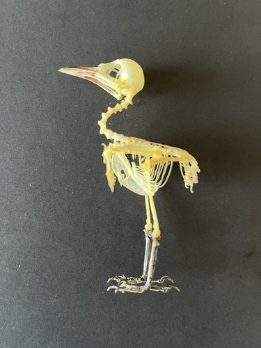 Taxidermy skeleton bulbul - a,
