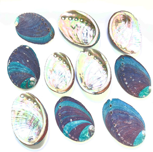 Abalone shell pieces - shell,