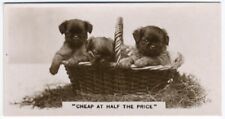 CHOW CHOW PUPPIES 1930'S J