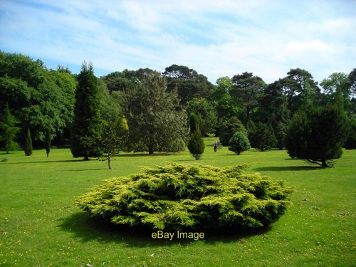 The pinetum pine - the,