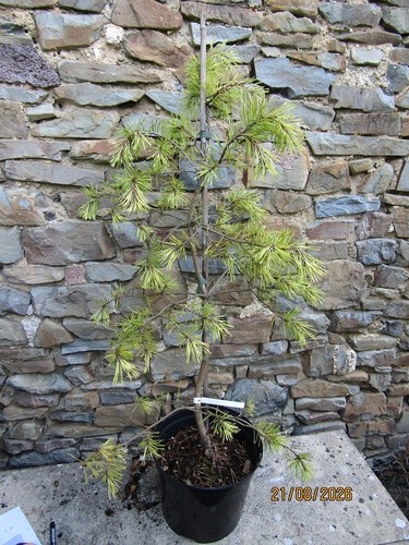 Pinus sylvestris aurea golden - pinus,
