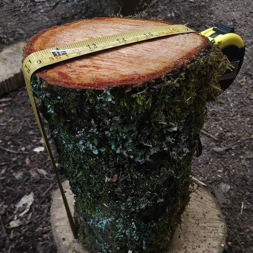 Alder wood log stump timber - alder,