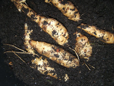 6 FUSEAU JERUSALEM ARTICHOKE