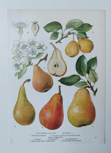 Vintage pear fruit food - pear, plants