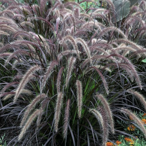 Pennisetum garden plants hardy - garden,