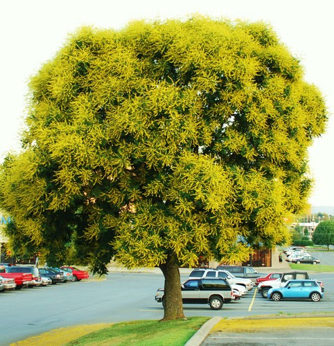 Koelreuteria bipinnata - ,